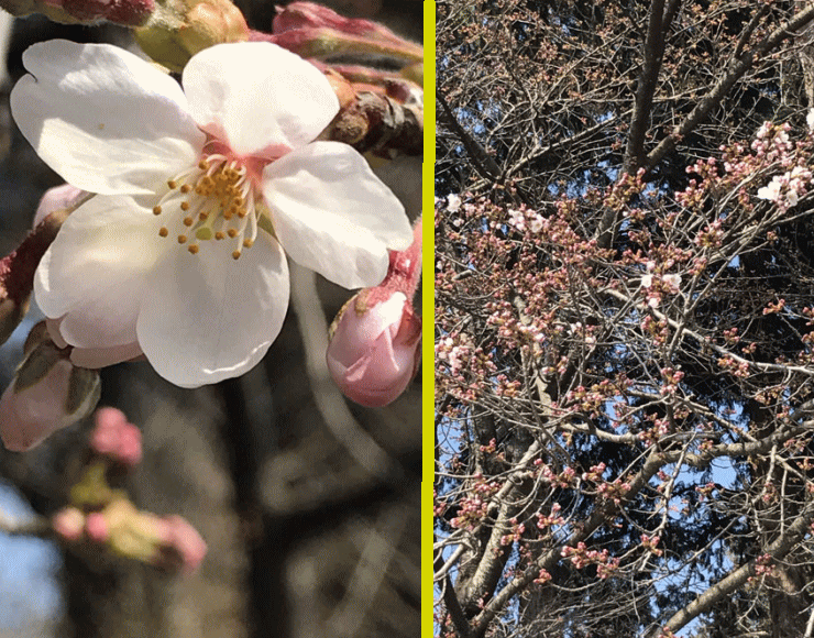 さくら　情報　４/４　Vol1