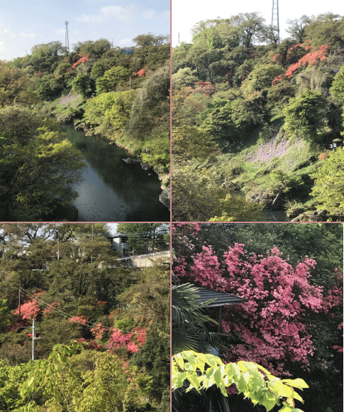 ツツジ　４/２５